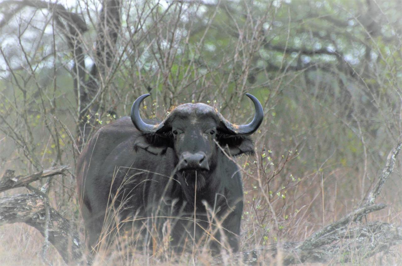 Hazyview Buffalo Game Lodge Exterior foto